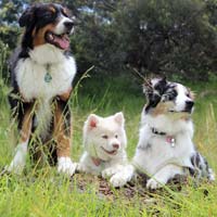 Dogs in field