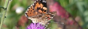 Prendre soin de la nature &ndash; Notre &oelig;uvre caritative de l'ann&eacute;e 2024
