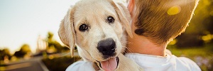Chiots 'pand&eacute;miques' et propret&eacute; canine - quel est le probl&egrave;me?