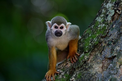 Singe dans son habitat naturel