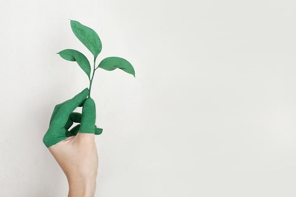 une main tenant une plante