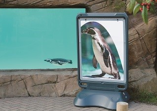 Advocate™ step board vrijstaande poster display board in dierentuin met pinguïn