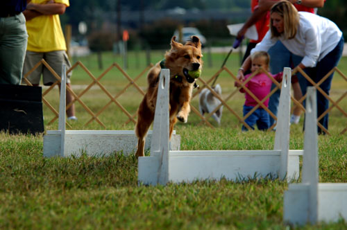 Golden Retriever playing Flyball