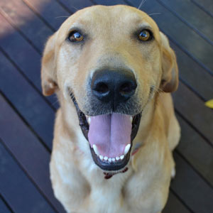 happy dog