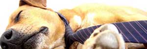 How to Start a Pets at Work Scheme