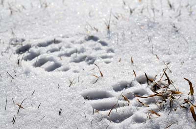 Footprints in the snow