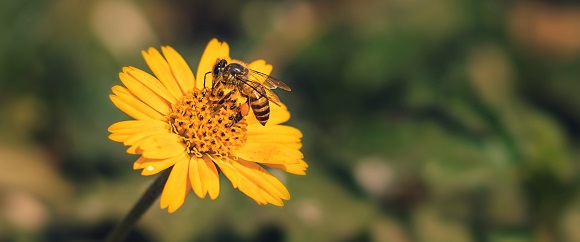 Bee on flower