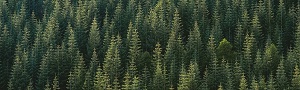 20,000 Trees and Counting!