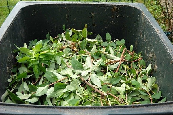 Green waste in wheelie bin