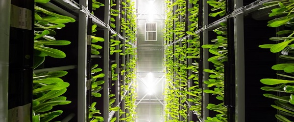 Indoor Farm