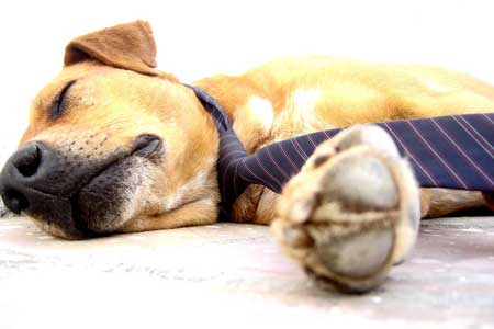 Pets at Work Dog Glasdon Asleep