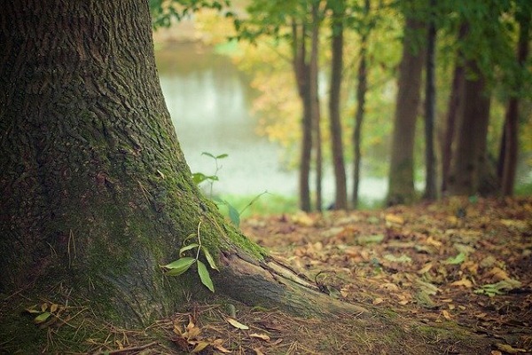 Several trees in a forest