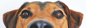 Off&ndash;leash dog park raises the 'bar-k' in North Caldwell