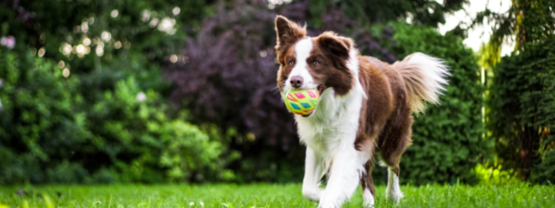 5 Key Tips for Managing Dog Waste in Your Community