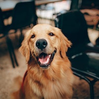 Dogs