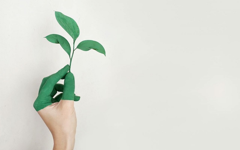 Image of hand holding a leaf